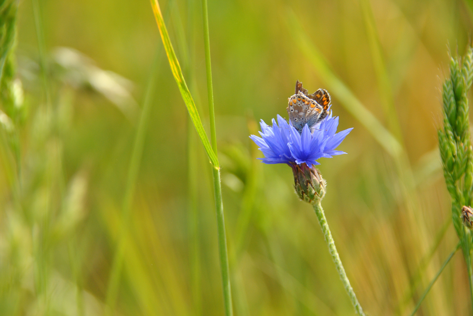 Ein Schmetterling