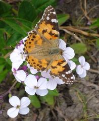 ein Schmetterling