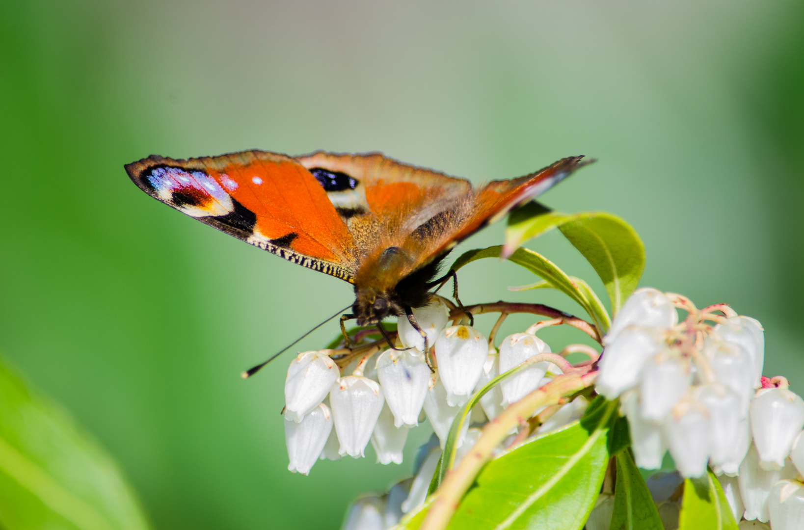 Ein Schmetterling