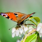 Ein Schmetterling