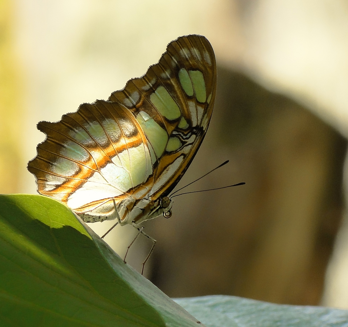 ein Schmetterling