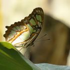 ein Schmetterling