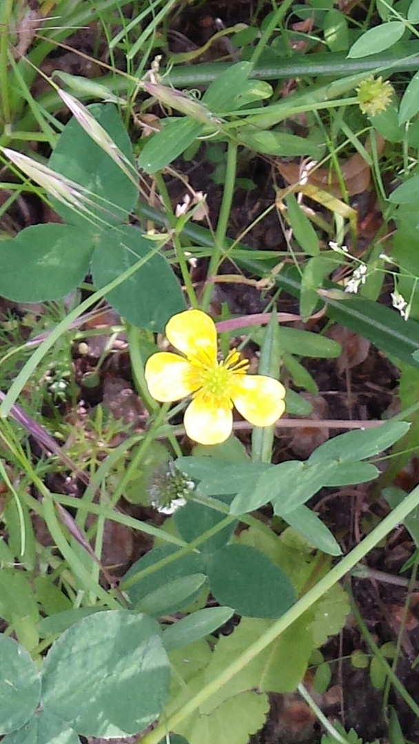 ein Schmetterling?