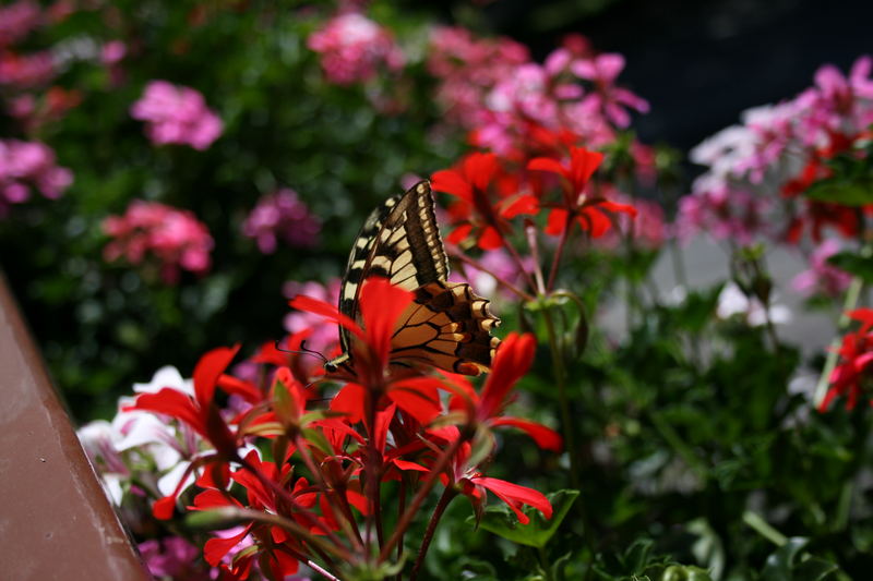 Ein Schmetterling