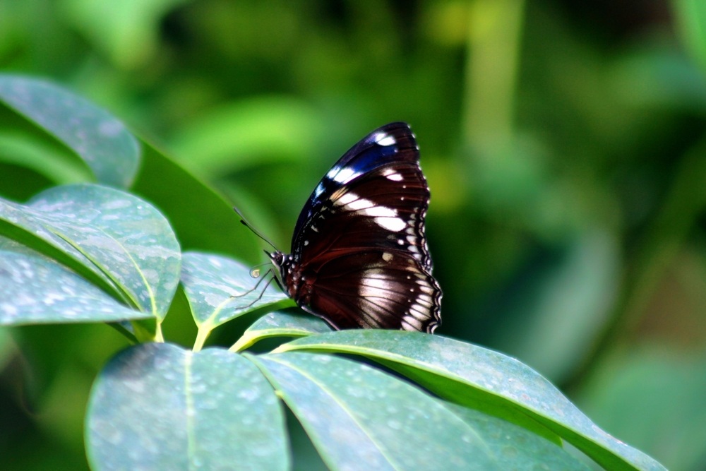 Ein Schmetterling