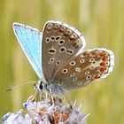 Ein Schmetterling