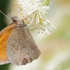 Ein Schmetterling - aber welcher kann ich nicht sagen