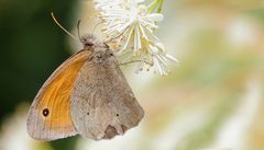 Ein Schmetterling - aber welcher kann ich nicht sagen