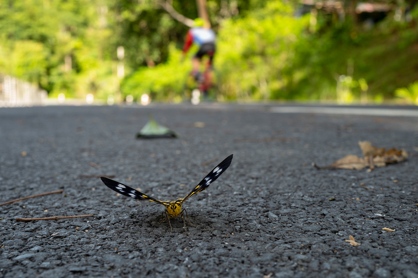 Ein Schmetterling am Straßenrand