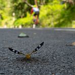 Ein Schmetterling am Straßenrand