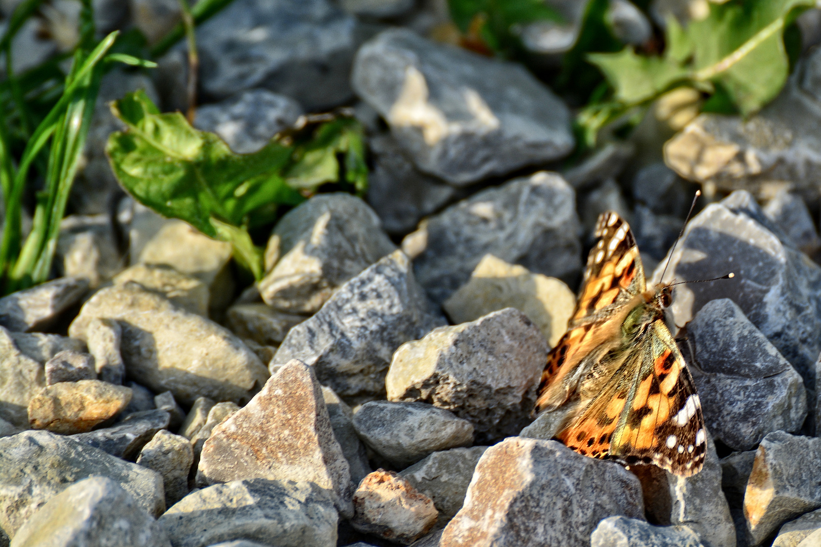 Ein Schmetterling am Warteberg