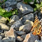 Ein Schmetterling am Warteberg