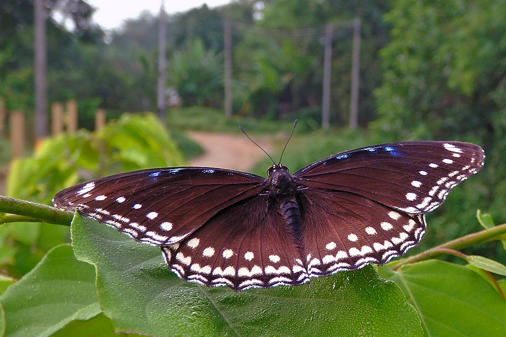 Ein Schmetterling am Wegrand