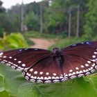 Ein Schmetterling am Wegrand