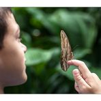 Ein Schmetterling auf deiner Hand