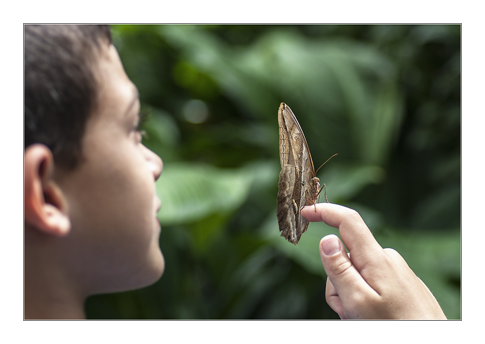 Ein Schmetterling auf deiner Hand