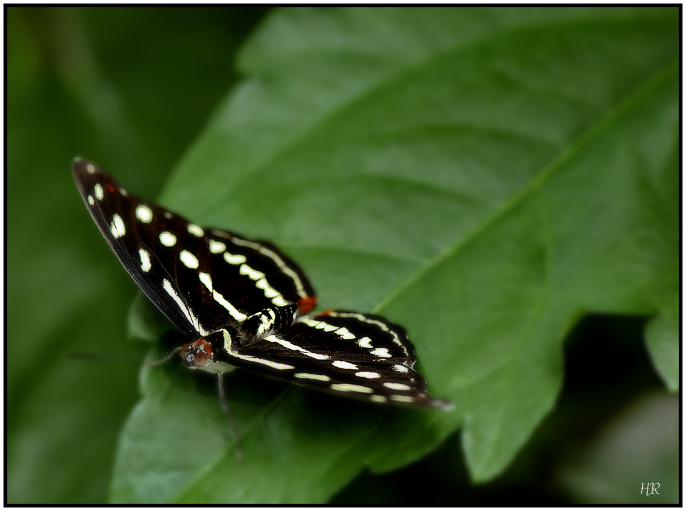 Ein Schmetterling auf der Startbahn