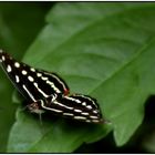 Ein Schmetterling auf der Startbahn