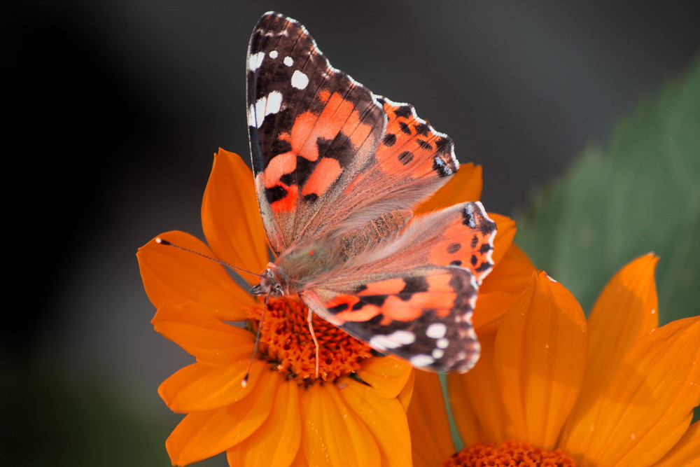 ein Schmetterling auf einer Blume