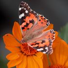 ein Schmetterling auf einer Blume