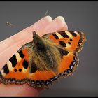 Ein Schmetterling auf Hausbesuch...