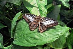 Ein Schmetterling auf Mainau