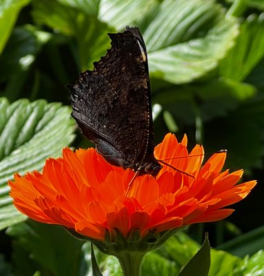 Ein Schmetterling auf meiner selbst ausgesäten Ringelblume