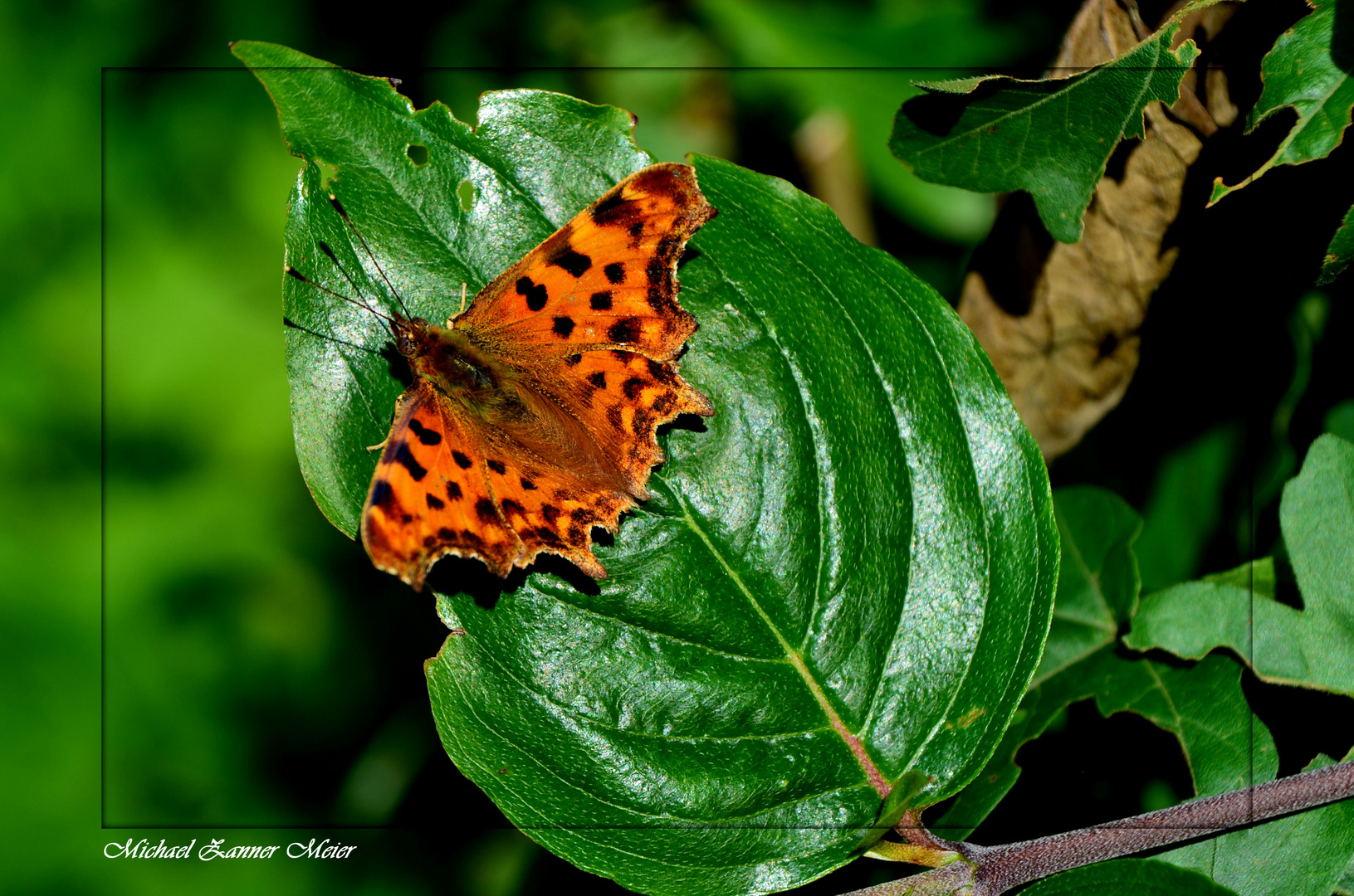 Ein Schmetterling aus Hamburg