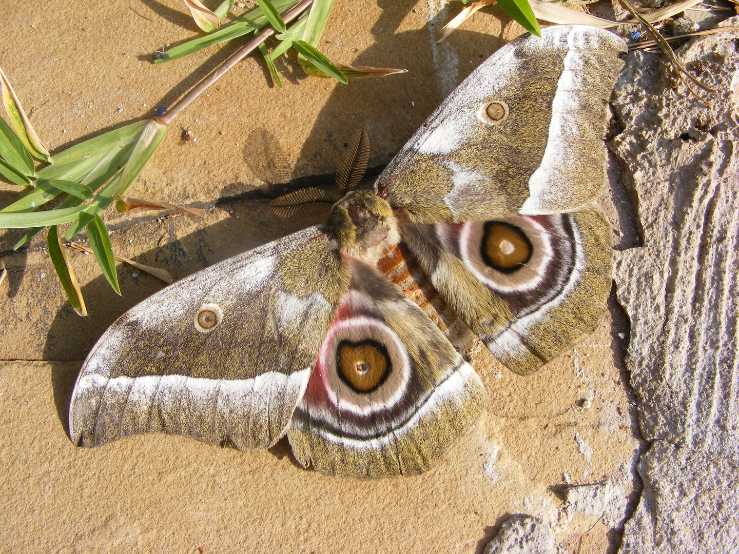 Ein Schmetterling aus Kenia