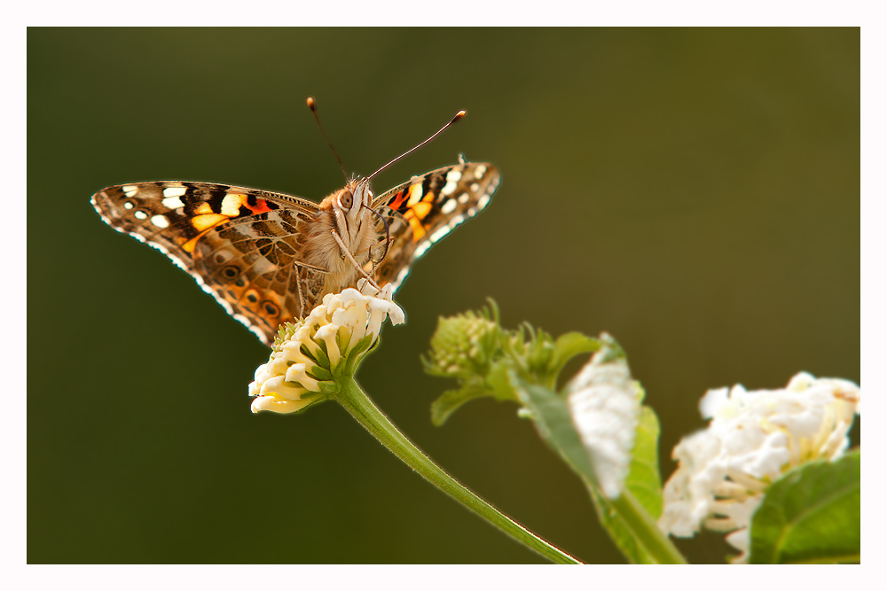 Ein Schmetterling...