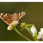 Ein Schmetterling...