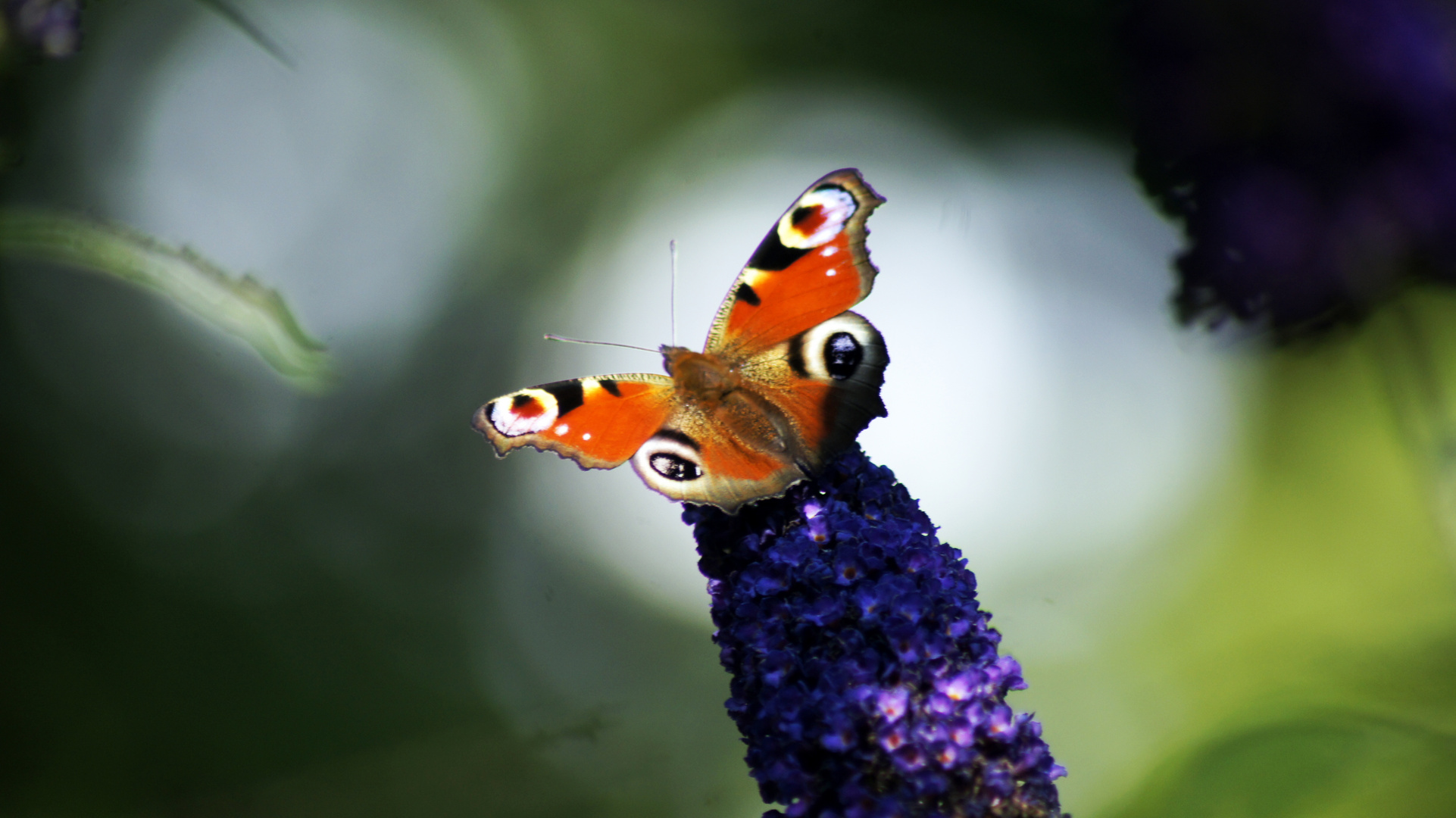 Ein Schmetterling