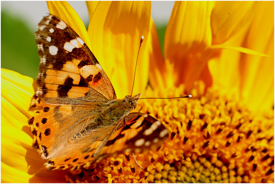 ...Ein Schmetterling....