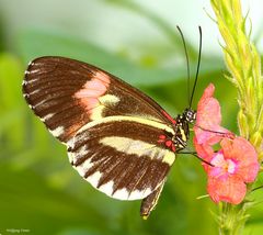 Ein Schmetterling bei der Nahrungsaufnahme.