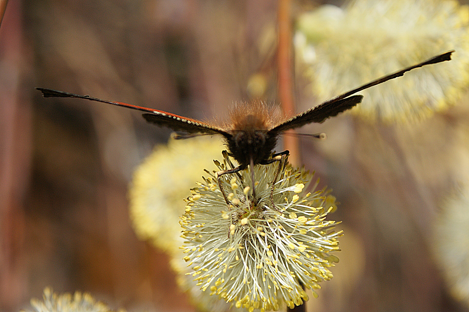 Ein Schmetterling bei uns am Weidenstrauch...voll zart und fein...