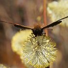 Ein Schmetterling bei uns am Weidenstrauch...voll zart und fein...