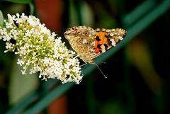 Ein Schmetterling beim Mittagstisch