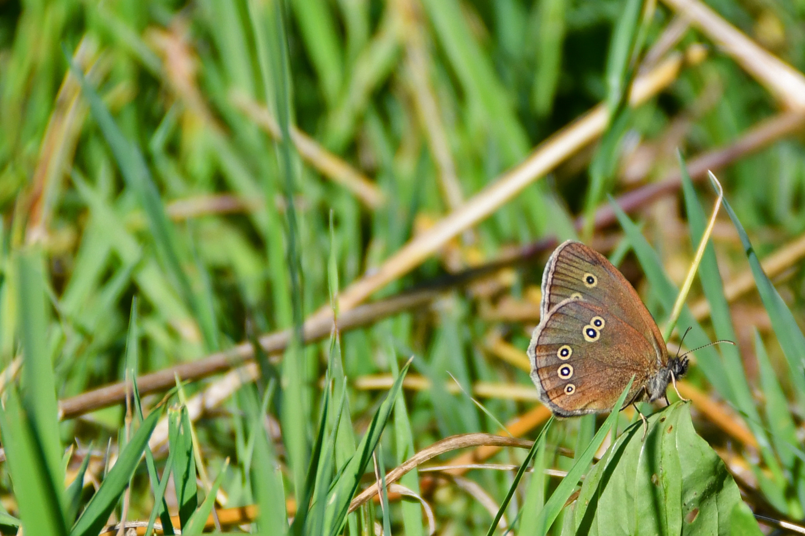 ein Schmetterling - (Brauner Waldvogel 1)