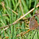 ein Schmetterling - (Brauner Waldvogel 1)