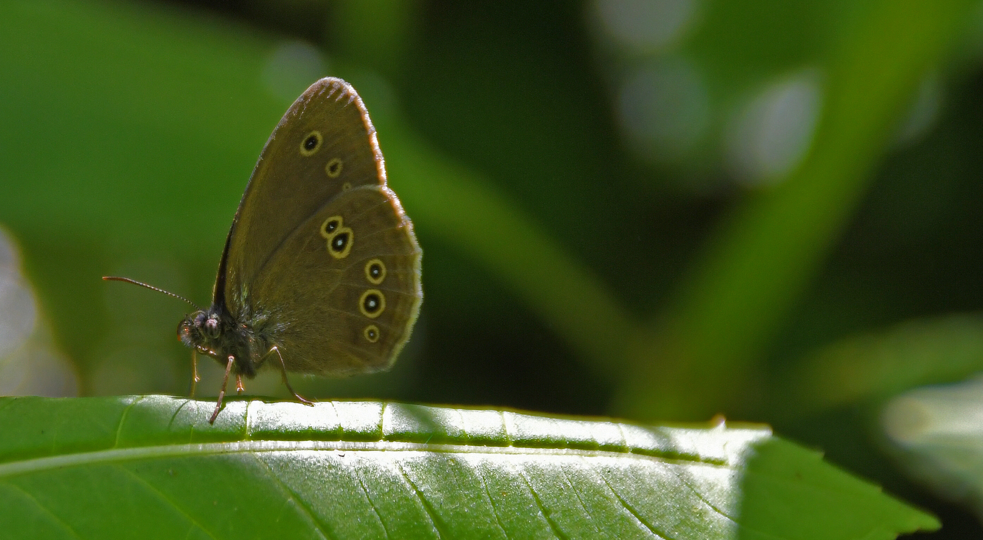 ein Schmetterling - (Brauner Waldvogel 2)