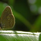 ein Schmetterling - (Brauner Waldvogel 2)