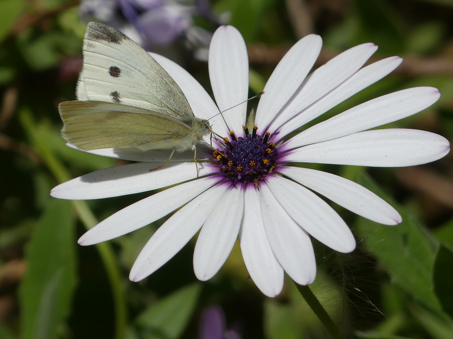 Ein Schmetterling