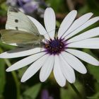 Ein Schmetterling