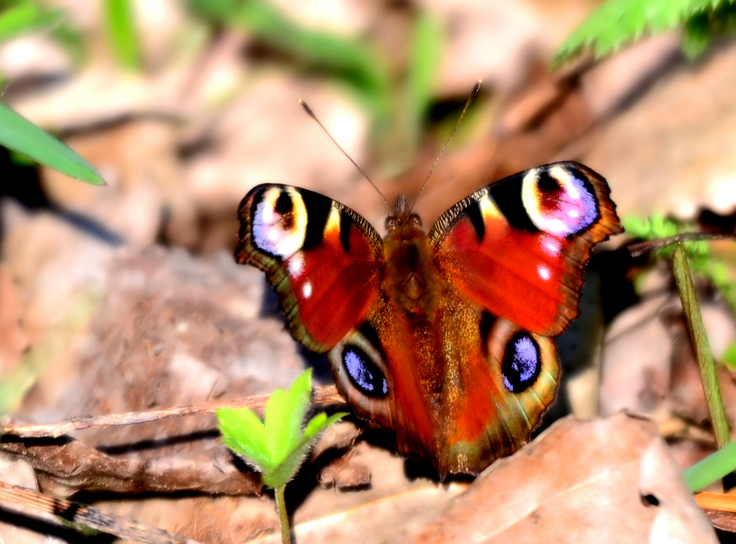 Ein Schmetterling