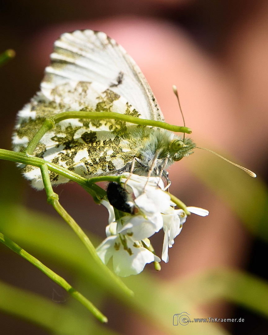 ein Schmetterling - D75_5870