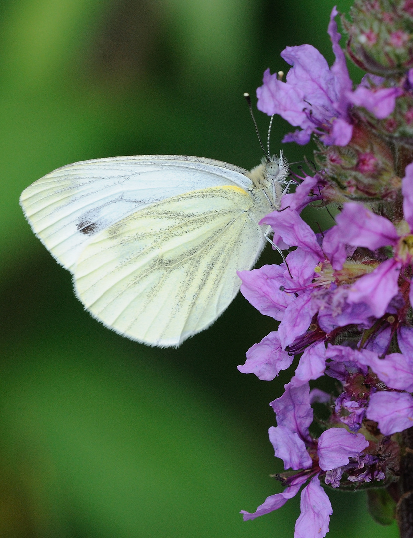 Ein Schmetterling...