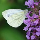 Ein Schmetterling...