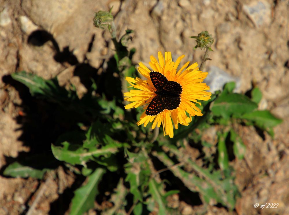 Ein Schmetterling