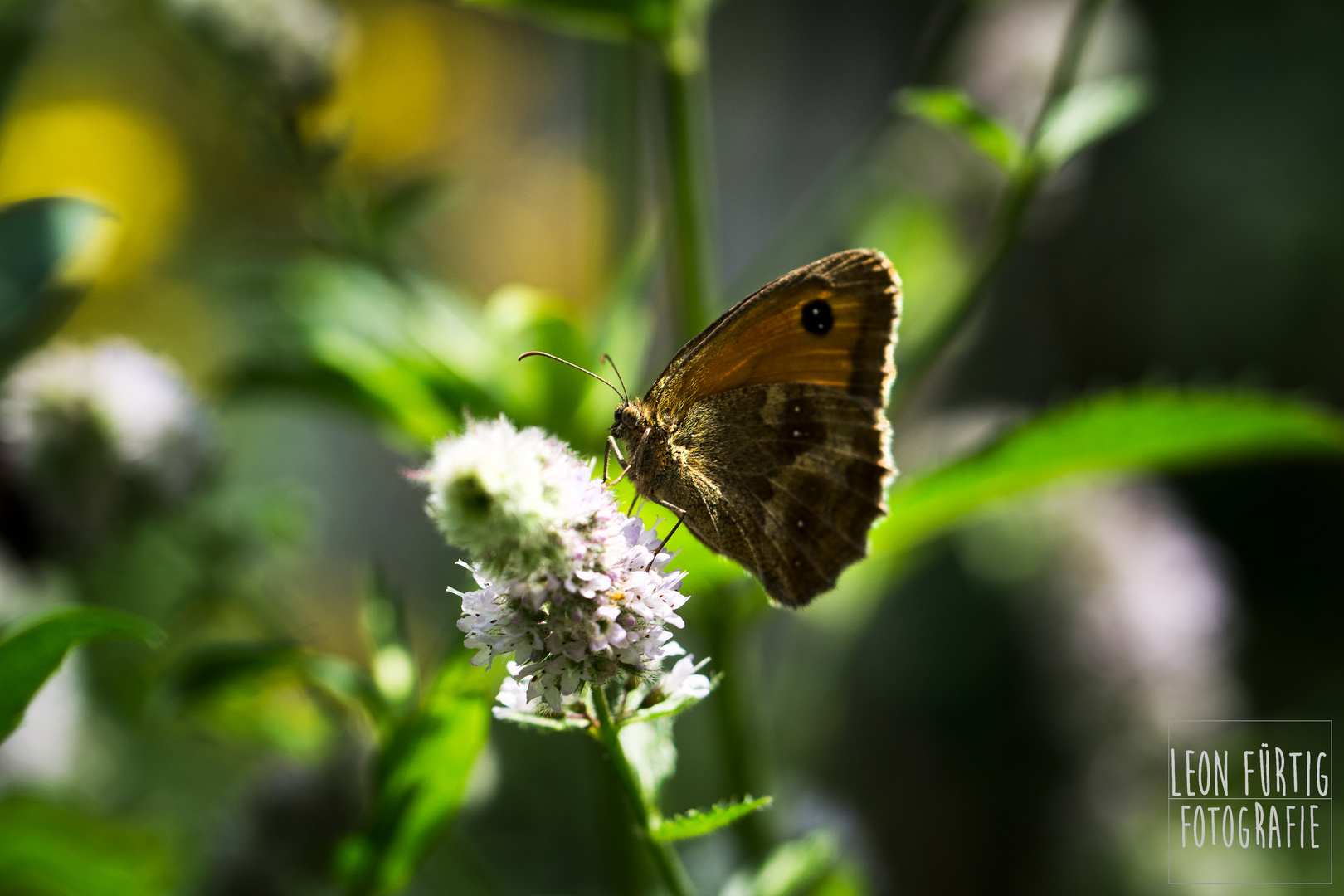 Ein Schmetterling