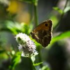 Ein Schmetterling